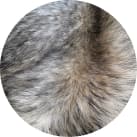 Sterilair: O que causa a asma? Pelos de animais.