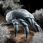 Sterilair: O que causa a rinite? Ácaros.