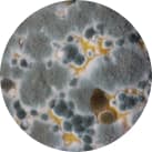 Sterilair ajuda a eliminar: Mofo